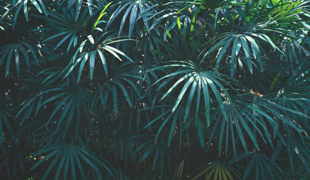 Background of green Lady palm bush in botanical Garden
