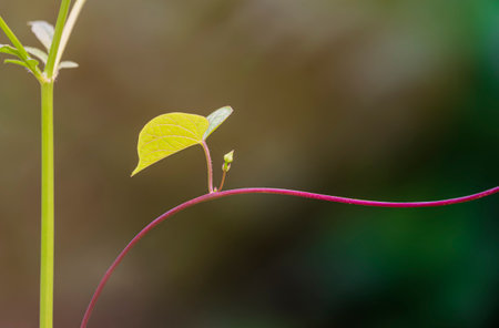 Focus at young heart shaped green leaf is growing on red curve branch with blurred natural backgroundの写真素材
