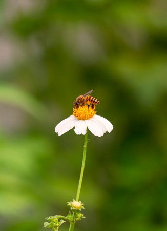 Honey Bee Sucking nectar from white Spanish needle Flower on blurred green Natural background in...