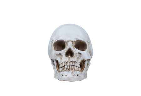Artificial human skull model isolated on white background with clipping pathの写真素材