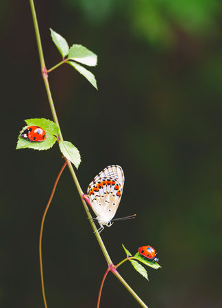 Beautiful butterfly with 2 ladybugs perching on young twig with blurred dark green natural background in vertical frameの写真素材