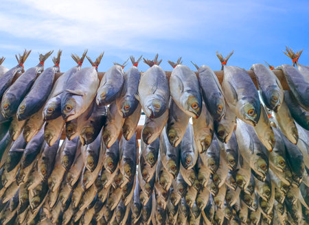 Rows of many local salted codfish hanging on bamboo racks to dried in the sun against blue sky background, bottom view with copy spaceの素材 [FY310207110962]