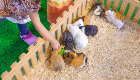Cropped image of little girl feeding guinea pigs group in wooden cage inside of department store, Top view with copy spaceの写真素材