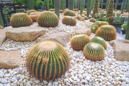 Beautiful big golden barrel cactus group (Echinocactus grusonii) are growing in ornamental rock garden at public parkの写真素材