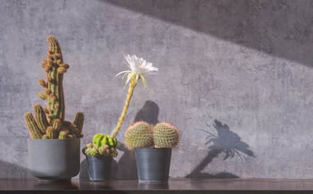 Adorable 3 Cactus Growing in plastic pots on wooden table with loft concrete wall, one of them has a beautiful large White Flower and long stemの写真素材