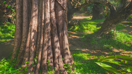 Sunlight and shadow on surface of large tree trunks with small green plants on winding nature walkway in beautiful rainforest at natural parkの写真素材