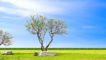 Large Frangipani tree shedding leaves but still blooming beautifully with big rocks on green lawn in autumn garden against blue sky backgroundの写真素材