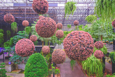 Group of decorative red bromeliad round hanging bushes with green ornamental plants in beautiful sky garden of Nong Nooch tropical garden at Pattaya, Thailandの写真素材
