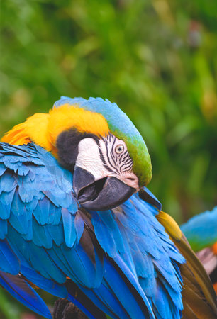 Close up portrait of beautiful blue and yellow macaw (Ara ararauna) preening its feathers on blurred greenery background in vertical frameの写真素材