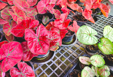 Group of young colorful red and green caladium plants on shelf display for sale in plant shop at outdoor marketの写真素材