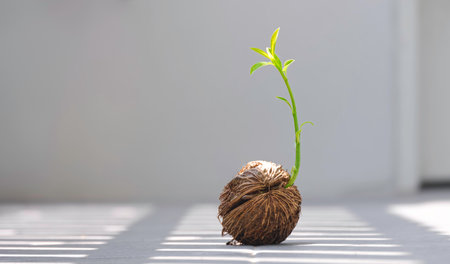 Green seedling growing from dry Cerbera odollam Gaertn seed on the floor in greenhouse area with sunlight and shadow on surfaceの写真素材