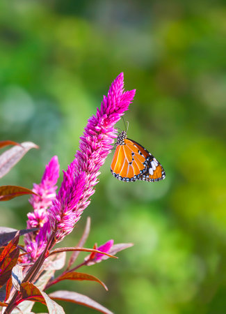 Beautiful butterfly and flower image in nature of Plain Tiger butterfly is sucking nectar from the pink Celosia argentea or Wild Cockscomb flower in vertical frameの写真素材