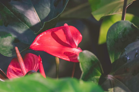 Close up of pink Pigtail Anthurium flowers or Flamingo flowers are blooming with sunlight and shadow on green leaves surfaceの写真素材