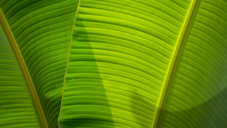 Two green Lady finger banana leaf background texture with sunlight and shadow on surface, Greenery...