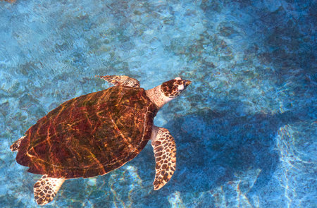 Hawksbill turtle is swimming in blue pond at the marine aquarium conservation center, top view with copy spaceの写真素材