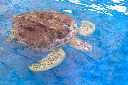 Big Olive Ridley turtle is swimming below the sea water surface in a large pond at the marine aquatic conservation center, high angle viewの写真素材