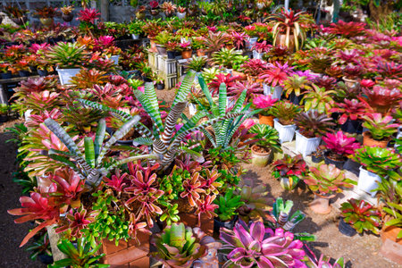 Focus at beautiful Queen of the Aechmea and mini Neo. Donger bromeliad group with blurred many various type of colorful bromeliad plants in ornamental plant shopの写真素材