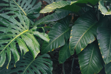 Monstera and Giant Philodendron leaves in tropical garden. Green ornamental foliage background in...