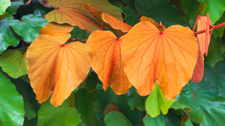 Beautiful golden leaf are blossoming on branch with many green leaves of Bauhinia aureifolia tree in botanical garden, close up shotの写真素材