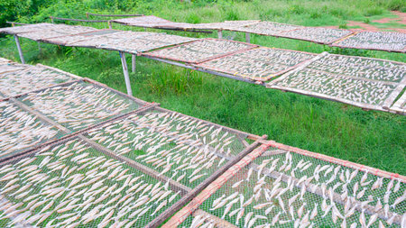 Dried fish in drying system from sunlight on nylon mesh in grass field, seafood preservation...