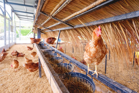 Egg laying chicken farm background, hen standing on egg laying rack inside of chicken coop in livestock farm.の写真素材