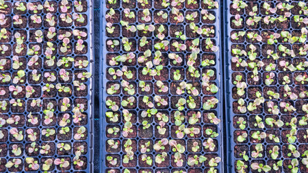 Agriculture hydroponic vegetables planting background, Red oak seedlings vegetable are growing in nursery trays, top viewの写真素材