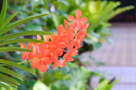 Colorful orange Vanda hybrid orchid bouquet are blooming with blurred background in home garden area, close up with copy spaceの写真素材