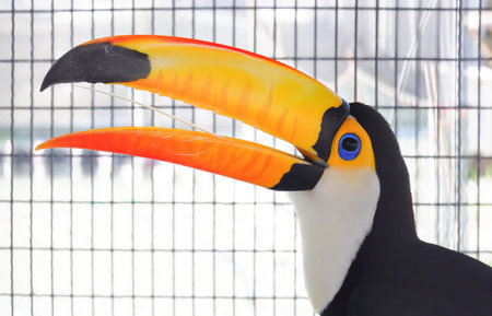 Toco Toucan bird( Ramphastos toco ) in cage at wildlife conservation breeding and propagation farm, exotic animal portraitの写真素材