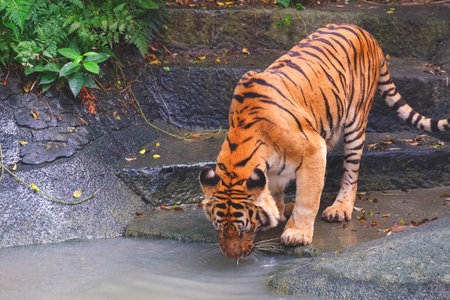 Bengal tiger drinking water from stream in artificial forest at the zooの写真素材