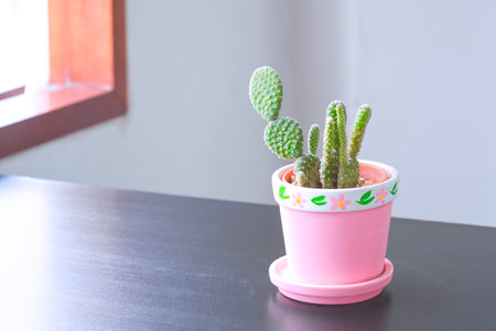 Little green cactus (Opuntia microdasys) in pastel pink terracotta flower pot on wooden table beside...