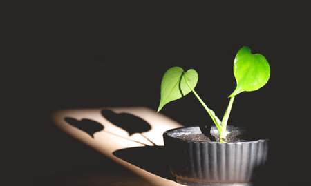 Two little heart shape leaves of young Monstera plant is growing in black nursery pot with light and...