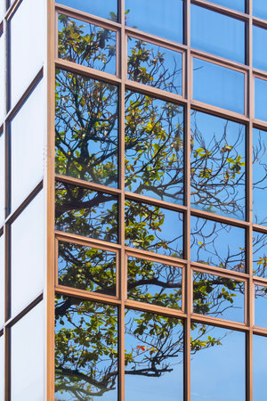 Glass building background with light reflection of tree branch and blue sky on surface, Low angle and perspective side view and vertical frameの写真素材