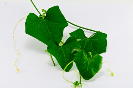 Ivy gourd for Thailand style cooked food 