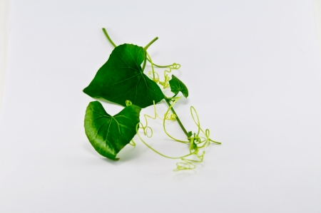 Ivy gourd for Thailand style cooked food の写真素材