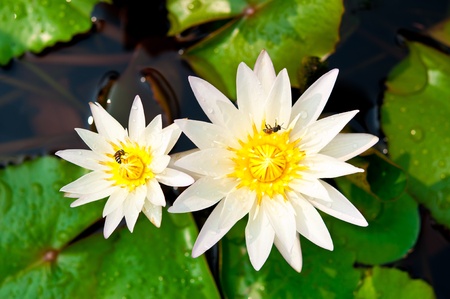 Beautiful lotus in garden, Thailand の写真素材