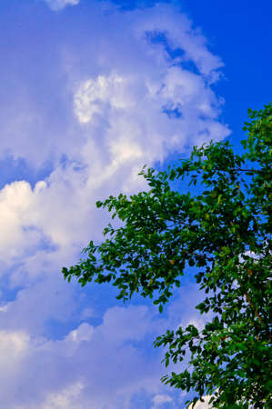 Sky and the leaves in the mood の写真素材