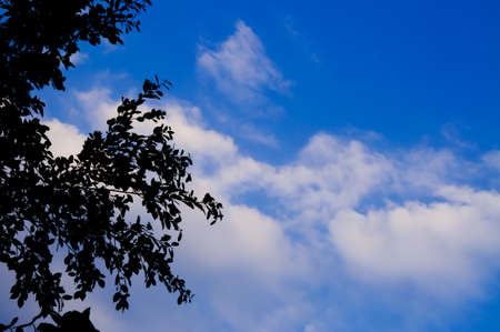 Sky and the leaves in the mood の写真素材
