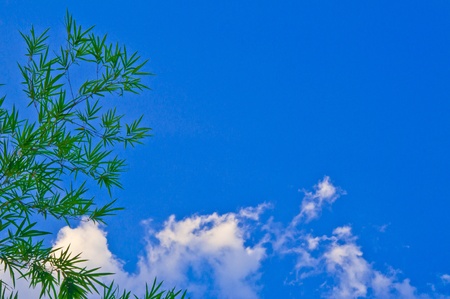 Sky and the leaves in the mood の写真素材