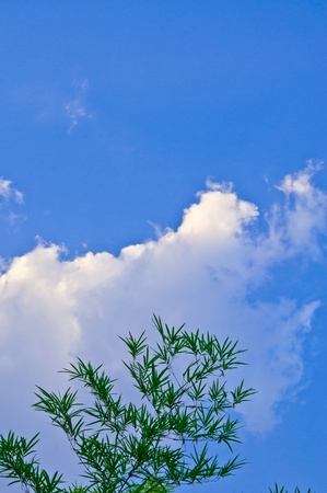 Sky and the leaves in the mood の写真素材