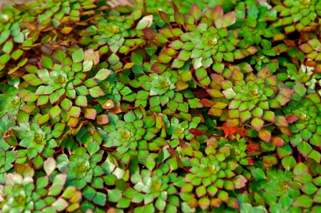 mini water-chestnutの写真素材