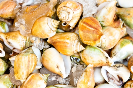 Snails for sale in ice to be madeâ€‹â€‹.