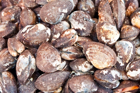 Blood cockle for sale.