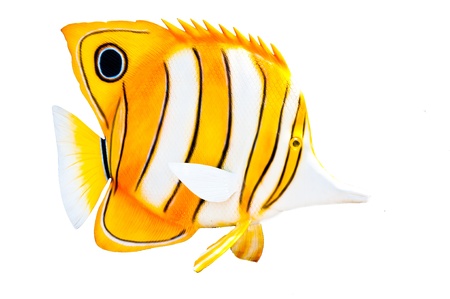 butterfly fish statueの写真素材