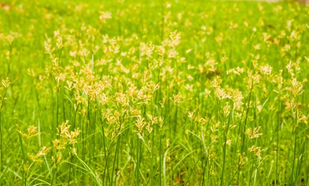 greensward for play and partyの写真素材