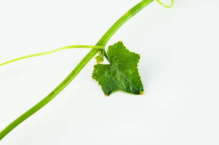 Ivy gourd for Thailand style cooked food.の写真素材