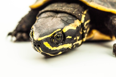 turtle on white background.の写真素材