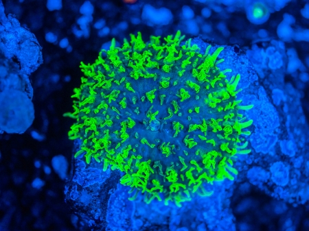 brightly colored ricordea mushrooms coral under moonlight ledの写真素材