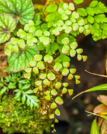 Ferns in garden  Thailand.の写真素材