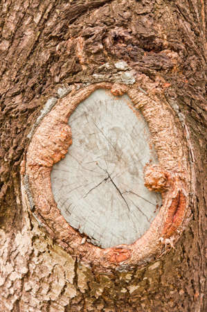 Pattern of wood.の写真素材