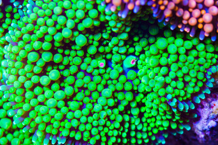 florida mushroomの写真素材